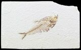 Bargain Diplomystus Fossil Fish - Wyoming #44219-1